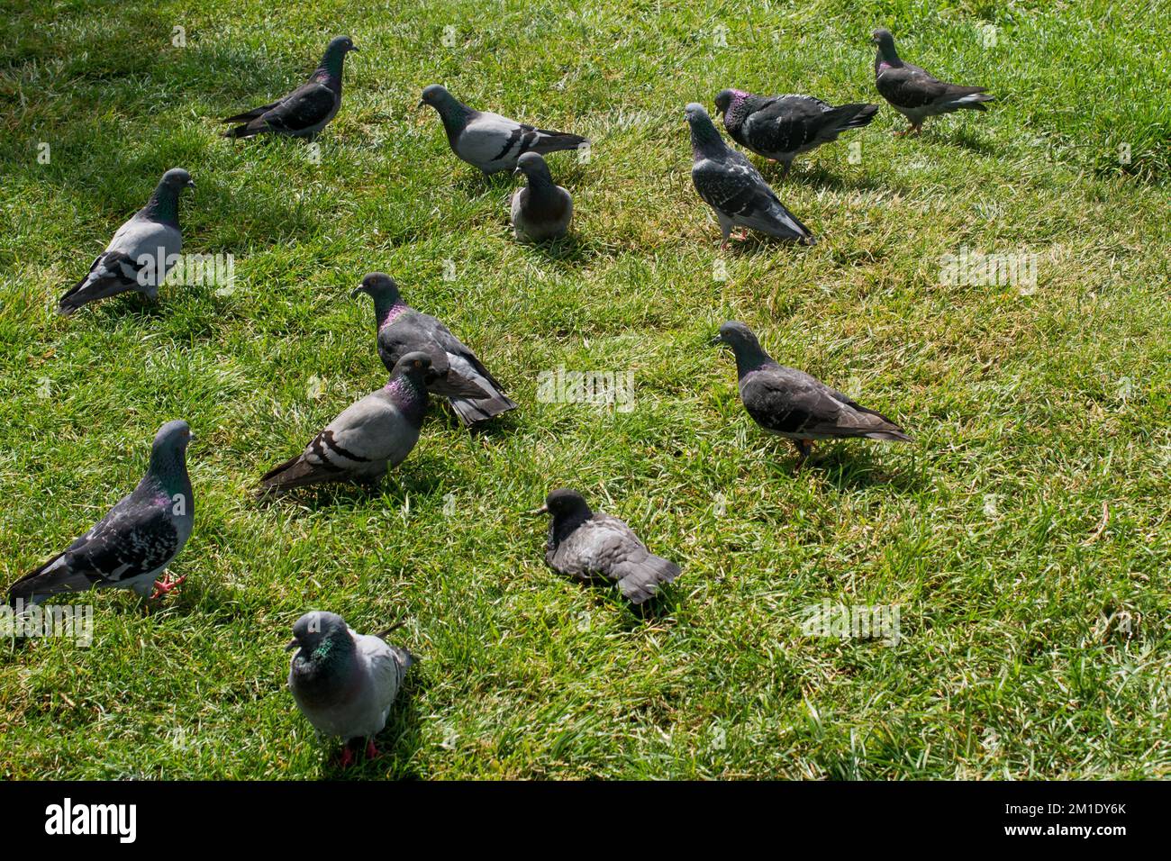Schöne Tauben auf dem grünen Rasen an einem sonnigen Tag Stockfoto