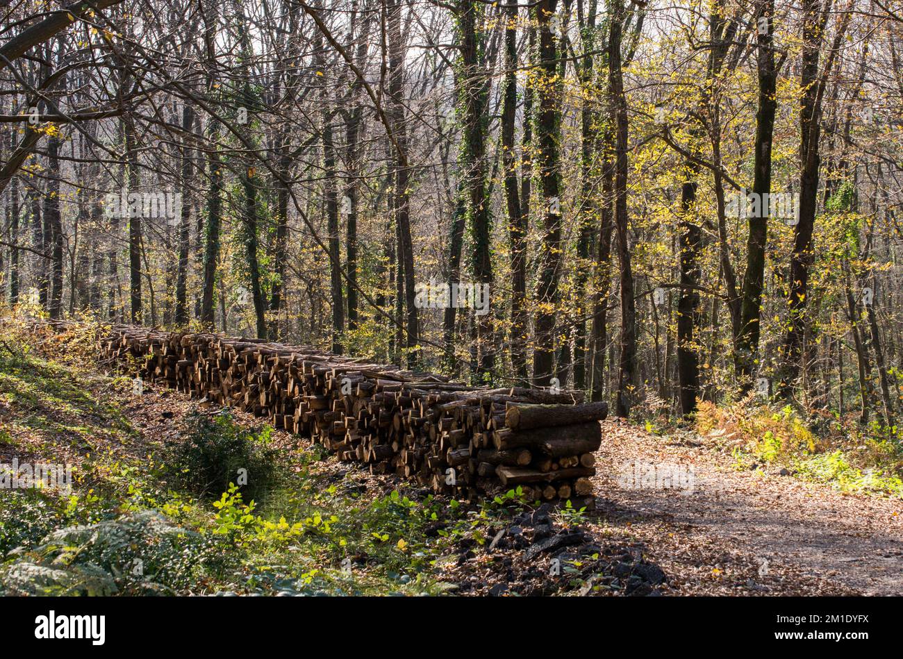 Stapel von Baumstämmen stapelten Holzstämme im Wald auf Stockfoto