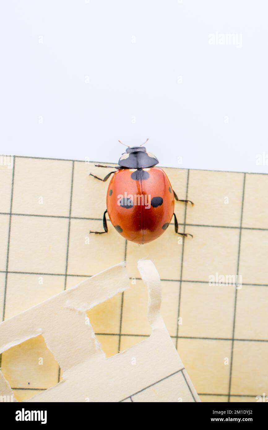 Schönes Foto von rote Marienkäfer zu Fuß auf dem Papier Stockfoto