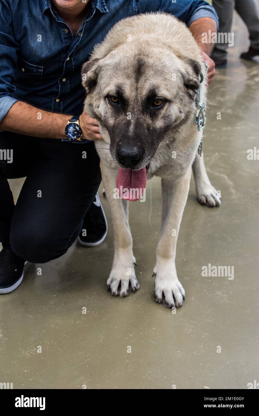 Türkische Rasse Schäferhund Kangal Hund bewacht wie Vieh Stockfoto