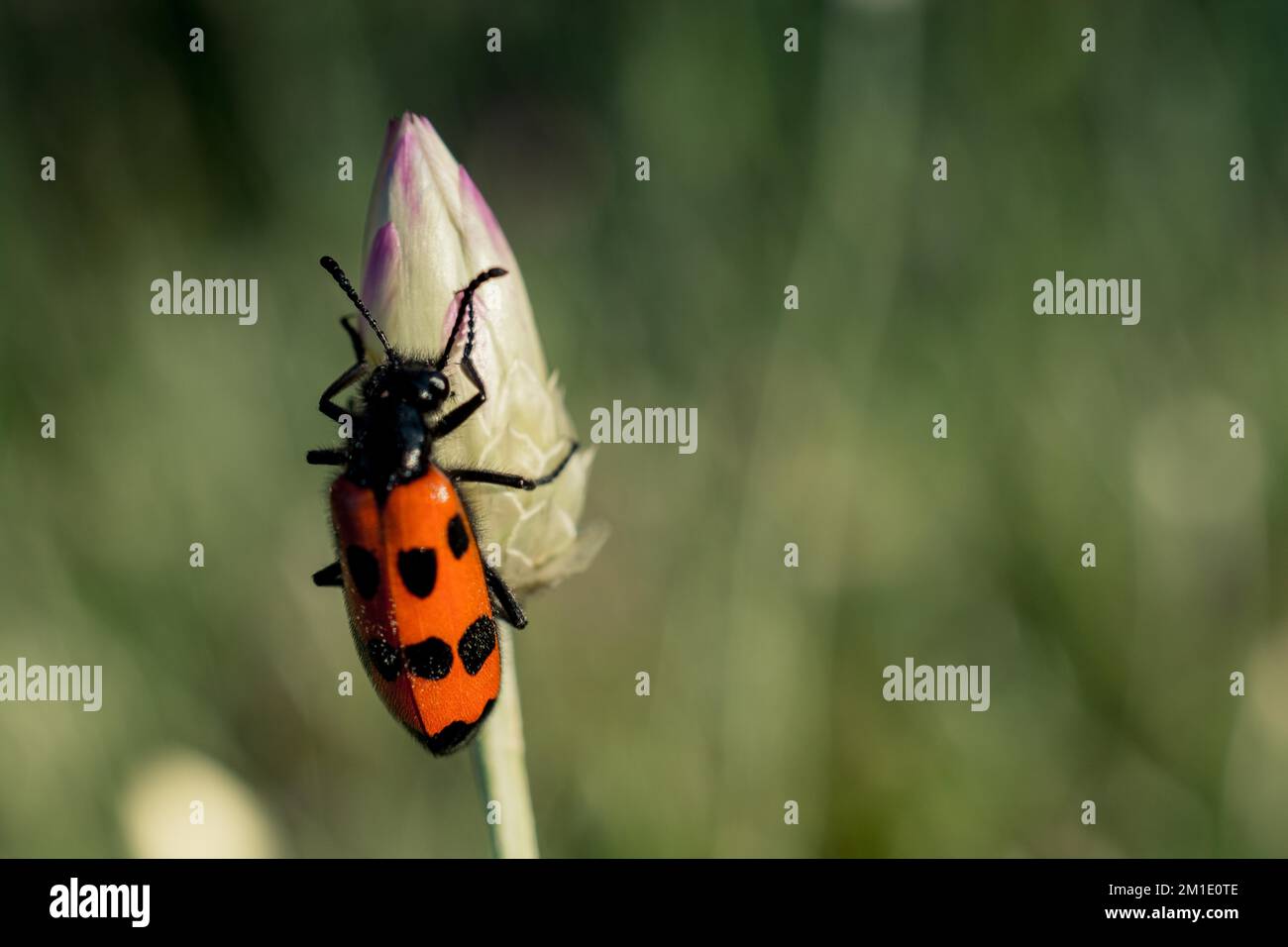 Insekten, die sich von einer Blume in der Natur ernähren Stockfoto