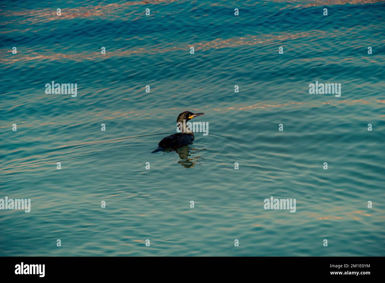 Süße Vogel als Bild der Tierwelt und Natur Stockfoto