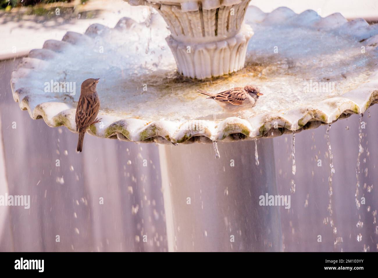 Süße Vogel als Bild der Tierwelt und Natur Stockfoto