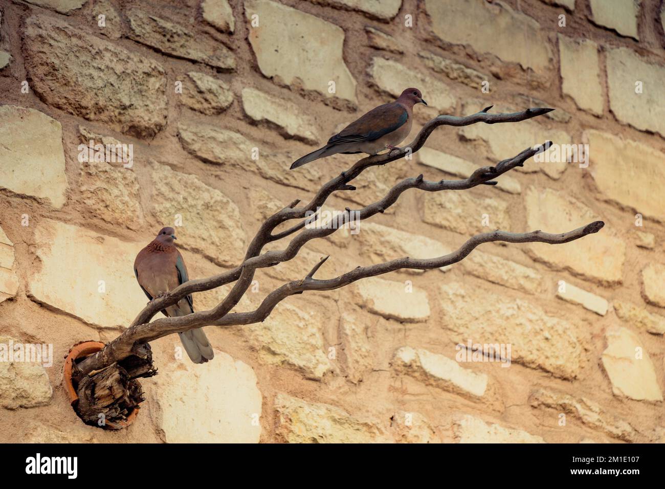 Süße Vogel als Bild der Tierwelt und Natur Stockfoto