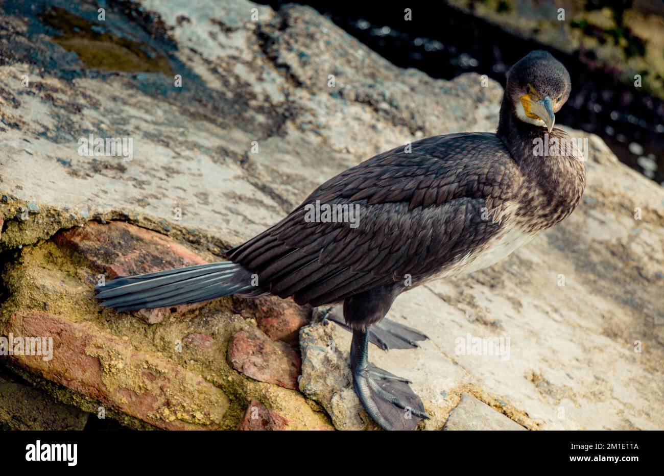 Süße Vogel als Bild der Tierwelt und Natur Stockfoto