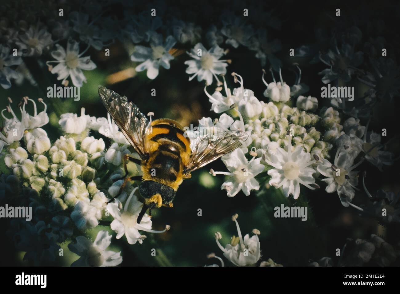 Insekten, die sich von einer Blume in der Natur ernähren Stockfoto