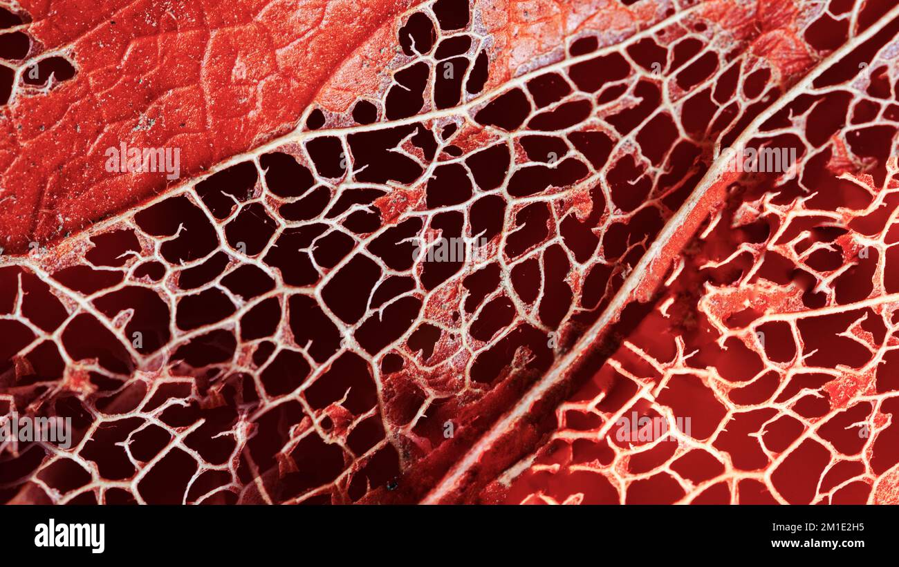 Abstrakter lebendiger Hintergrund von Physalis, trockene verwitterte perforierte Schale, Makrospitzentextur Stockfoto