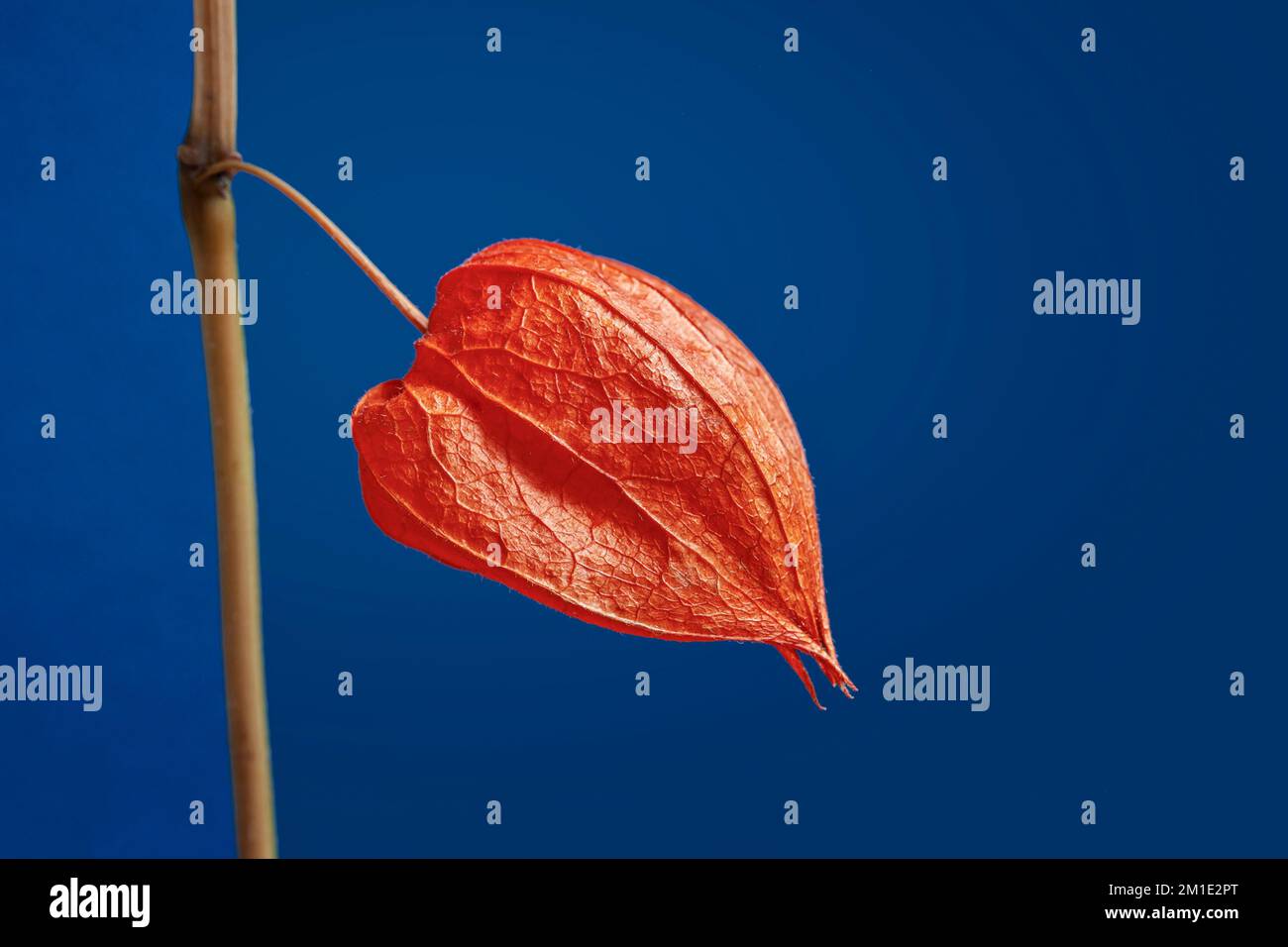 Eine rote Physalis-Nahaufnahme auf dunkelblauem Hintergrund. Minimalismus. Selektiver Fokus. Speicherplatz kopieren Stockfoto