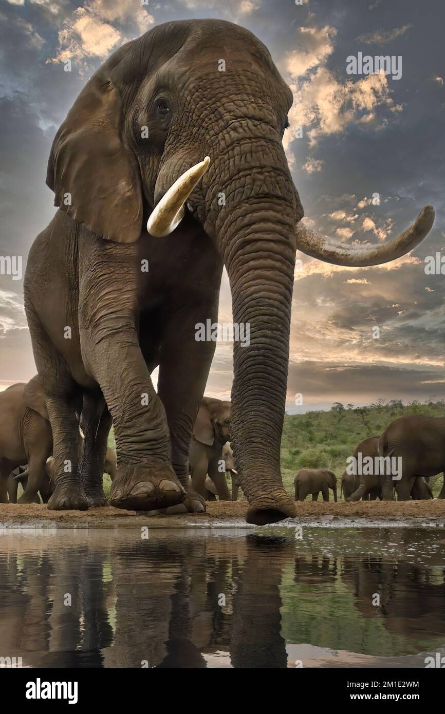 Afrikanischer Buschelefant (Loxodonta africana) an einem Wasserloch, Provinz KwaZulu Natal, Südafrika Stockfoto