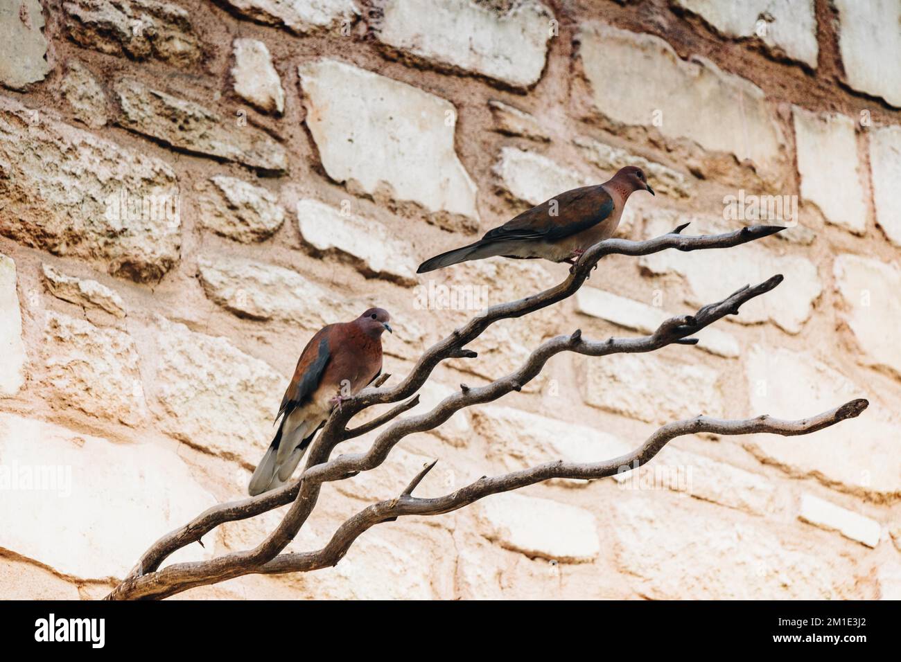 Süße Vogel als Bild der Tierwelt und Natur Stockfoto