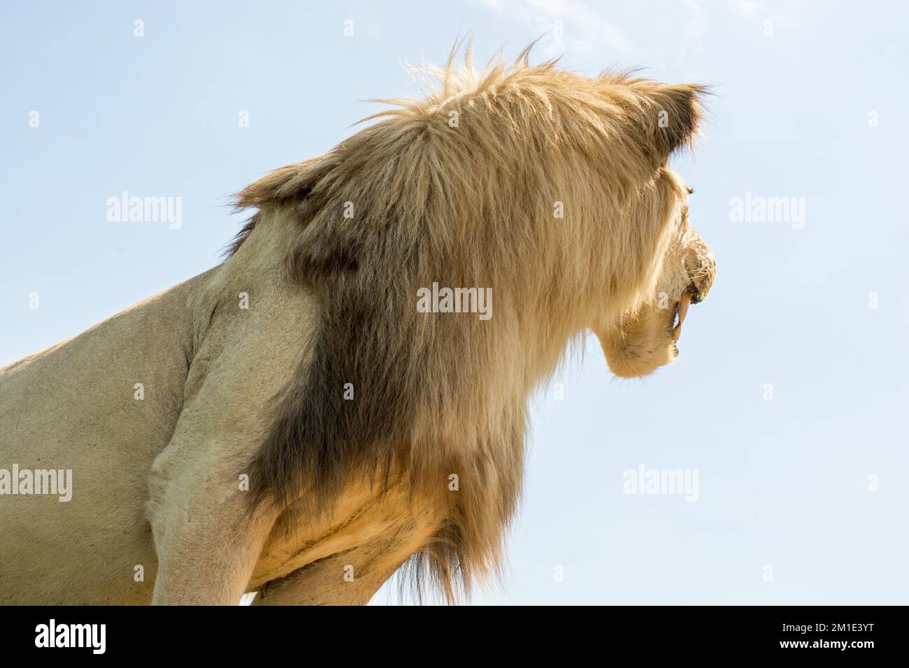 Leiter des ausgestopften Löwen mit offenem Mund in Aussicht Stockfoto