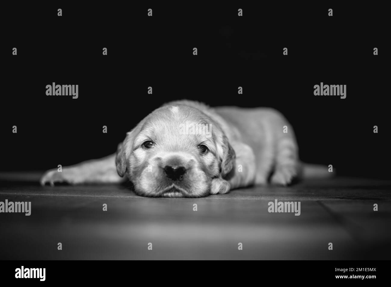 Süße Hundewelpen in Schwarz und Weiß - Golden Retriever Stockfoto