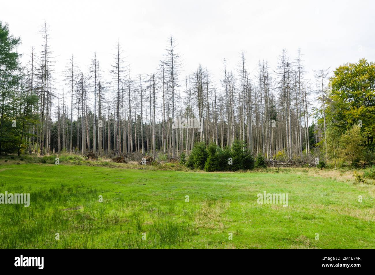 Verstorbene Gemeine Fichte (lat.picea abies), vom Rindenkäfer zerstört Stockfoto