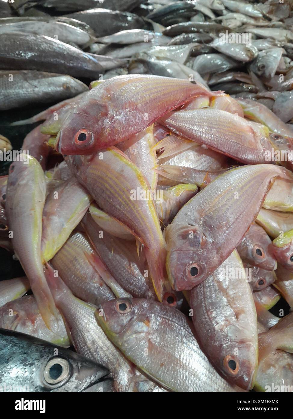 Fisch, viele getrocknete Fische an einem Seil auf dem Markt, Sardinen Fische in der Markthalle in der Altstadt von Loule an der Algarve von Portugal in Europa, Fish Stockfoto