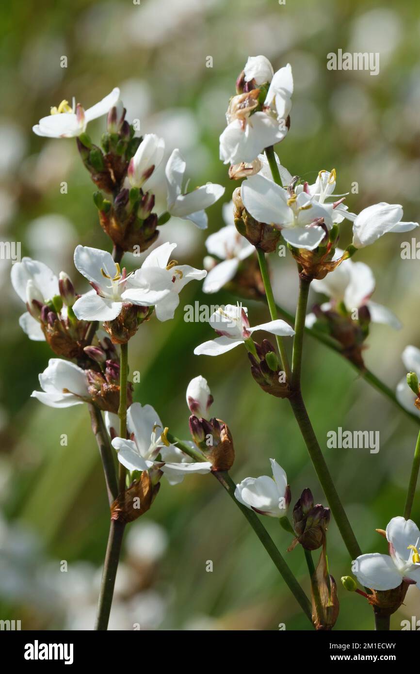 Libertia chilensis, Formosa Group, chilenische Iris, Neuseeland Satinblume, Libertia formosa, immergrüne weiße Pflanzen Blumen Stockfoto