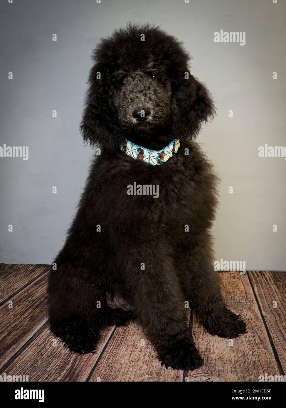 Fünf Monate altes Hündchen Blue Standard Poodle mit dekorativem Kragen. Stockfoto