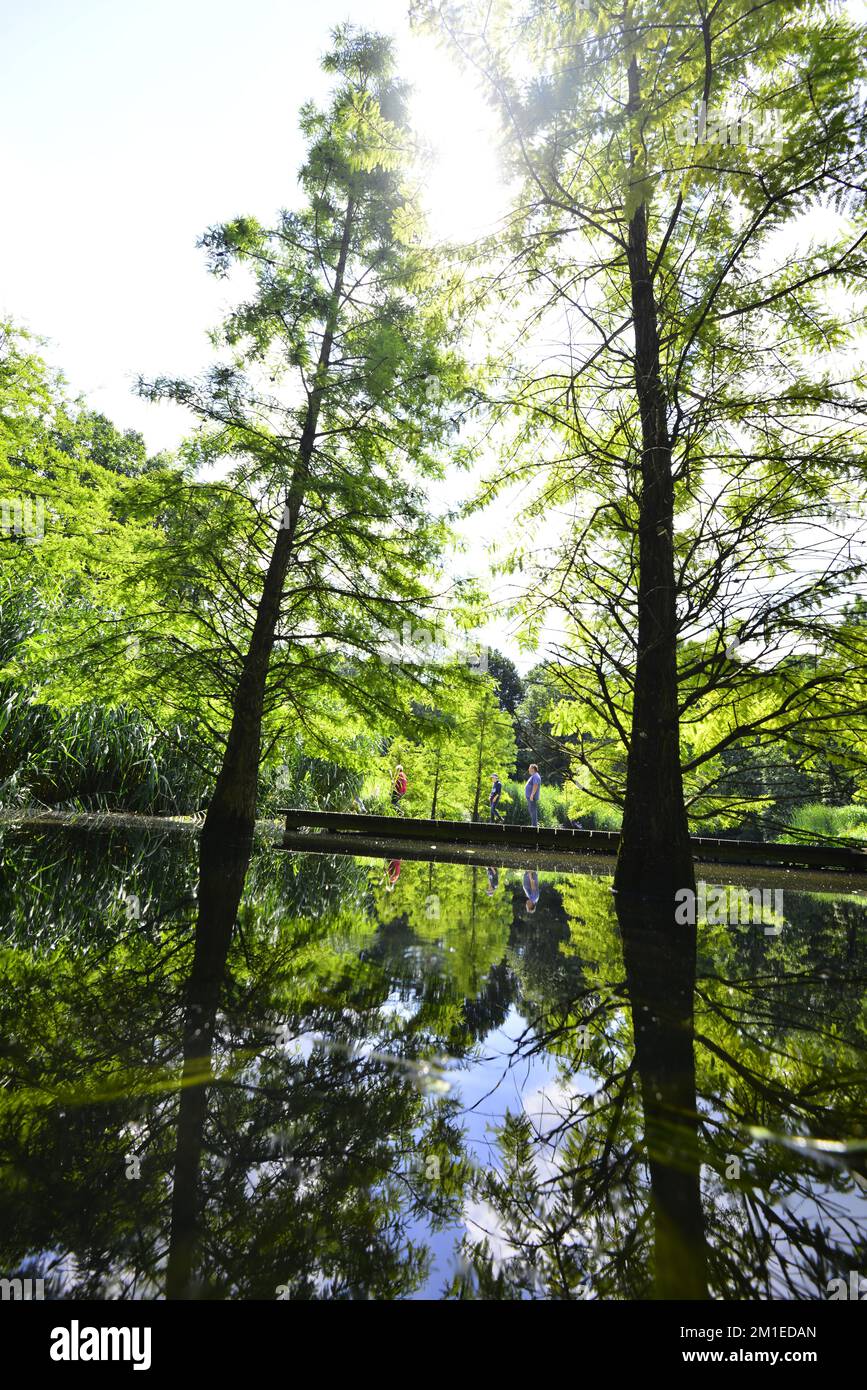 Metasequoia namiki Fotos und Bildmaterial in hoher Auflösung Alamy