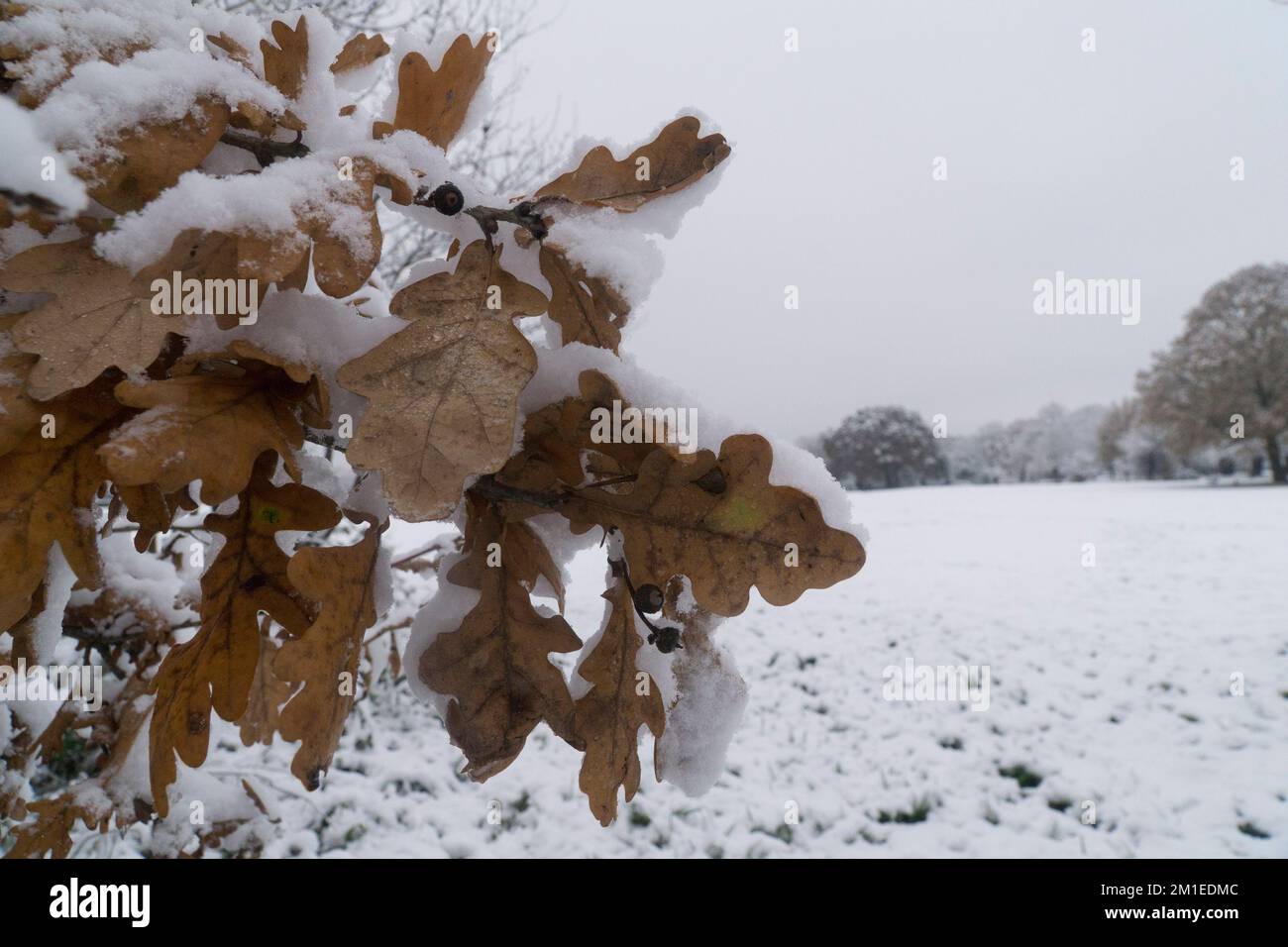 Britische Wettervorhersage, London, 12. Dezember 2022: Bei den Tooting Commons sind die Bäume und der Boden mit Schnee bedeckt, aber während der Hauptverkehrszeiten sind die Straßen klar, und Busse und Autos fahren frei. Es wurde über Verkehrsstörungen auf der Schiene und auf Flughäfen berichtet. Anna Watson/Alamy Live News Stockfoto