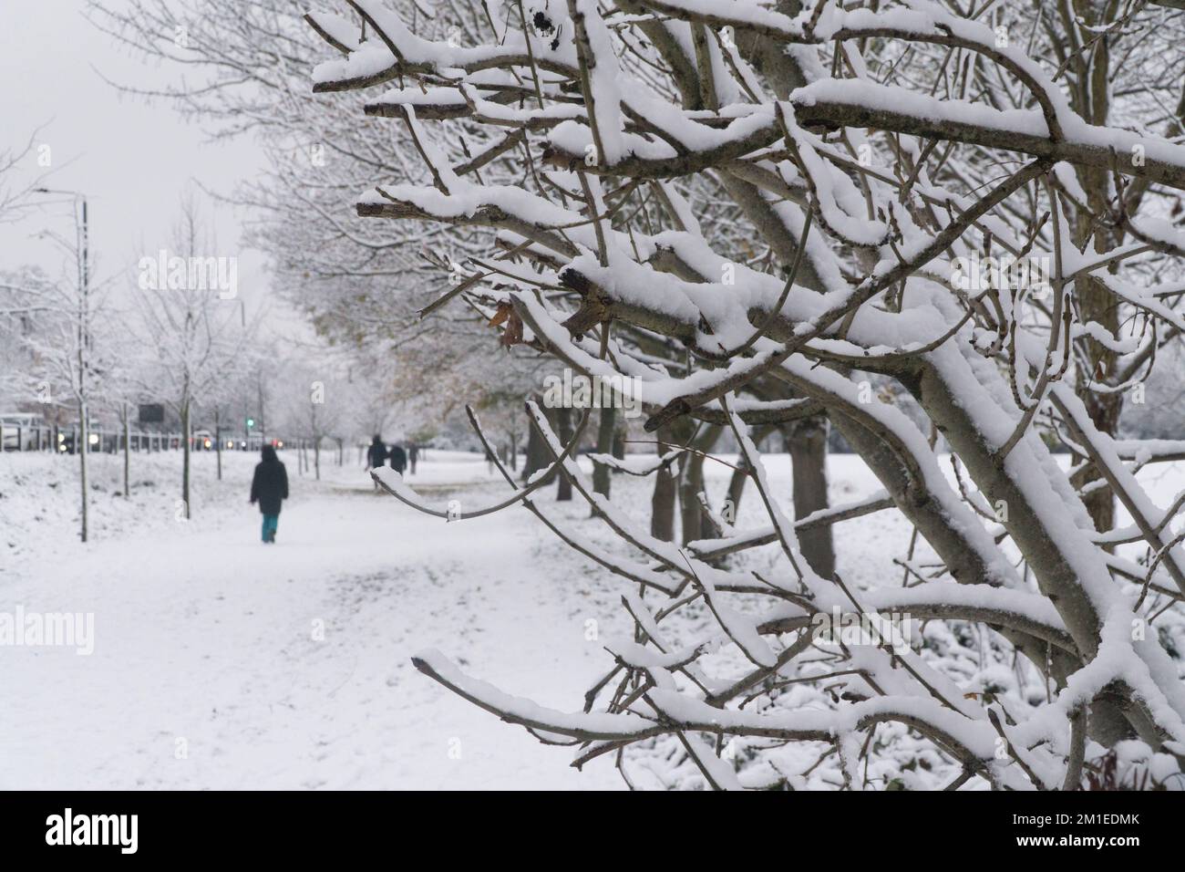 Britische Wettervorhersage, London, 12. Dezember 2022: Bei den Tooting Commons sind die Bäume und der Boden mit Schnee bedeckt, aber während der Hauptverkehrszeiten sind die Straßen klar, und Busse und Autos fahren frei. Es wurde über Verkehrsstörungen auf der Schiene und auf Flughäfen berichtet. Anna Watson/Alamy Live News Stockfoto