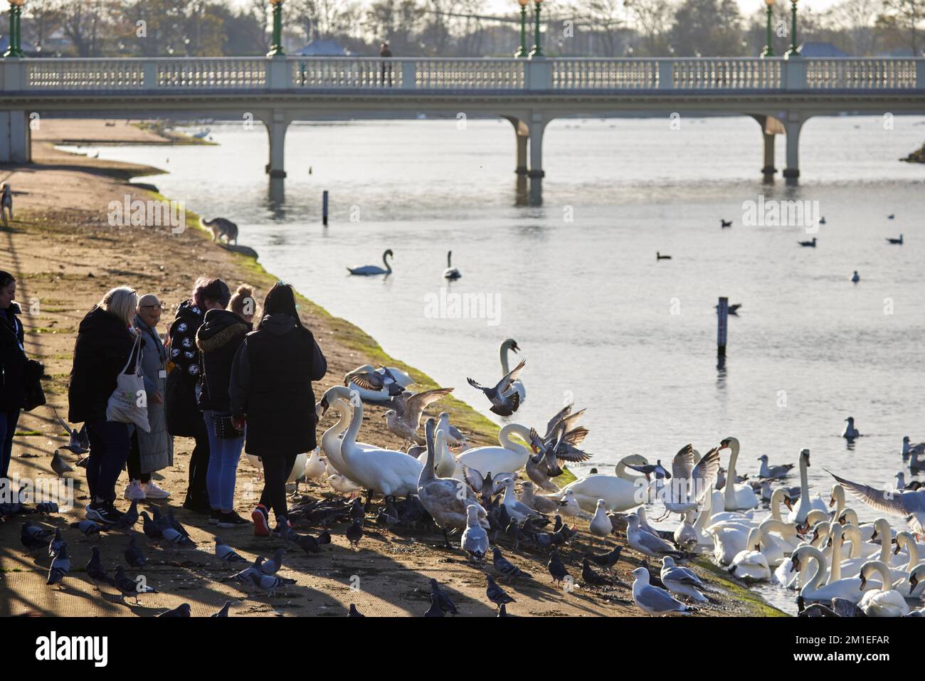 Southport Lake Lancashire. Die Schwäne und Wildvögel füttern Stockfoto