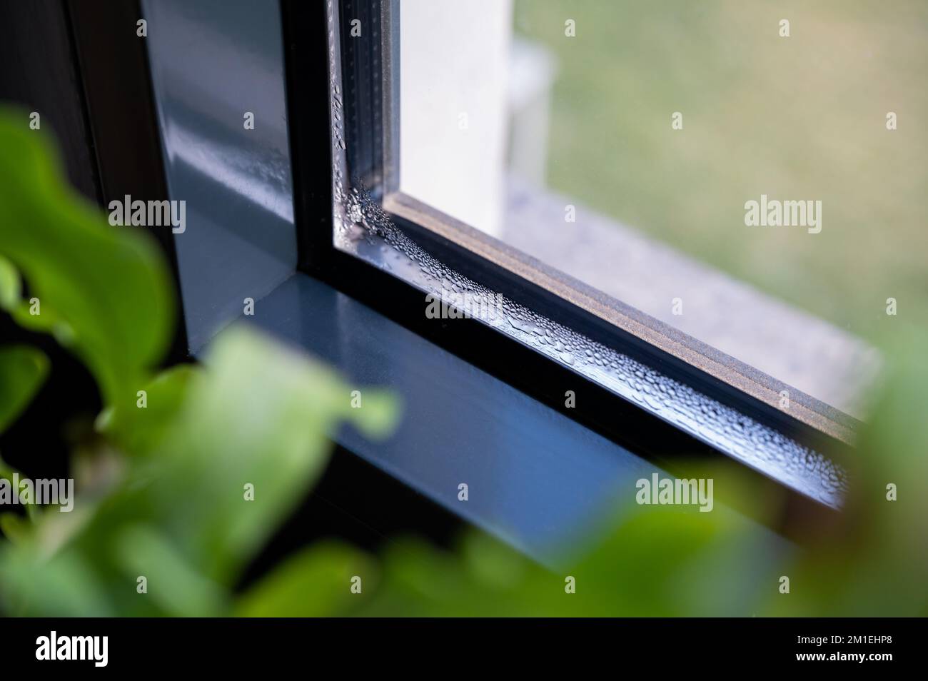 Kondenswasser an einem Fenster im Winter. Feuchtigkeit und Feuchtigkeit können zu Schimmelschäden führen. Stockfoto