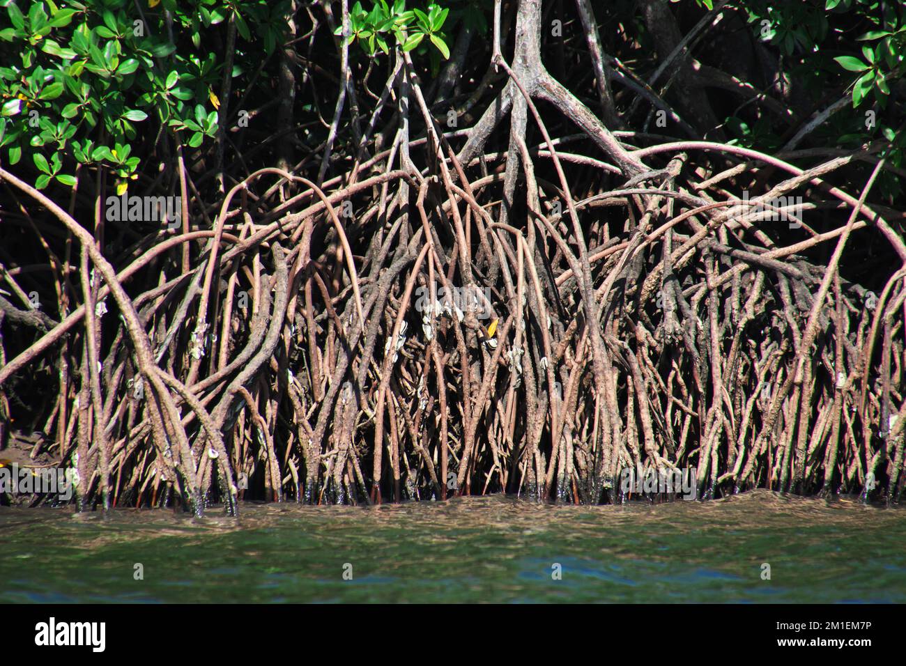 Mangrovendschungel von Casamance, Ziguinchor Region, Senegal, Westafrika Stockfoto