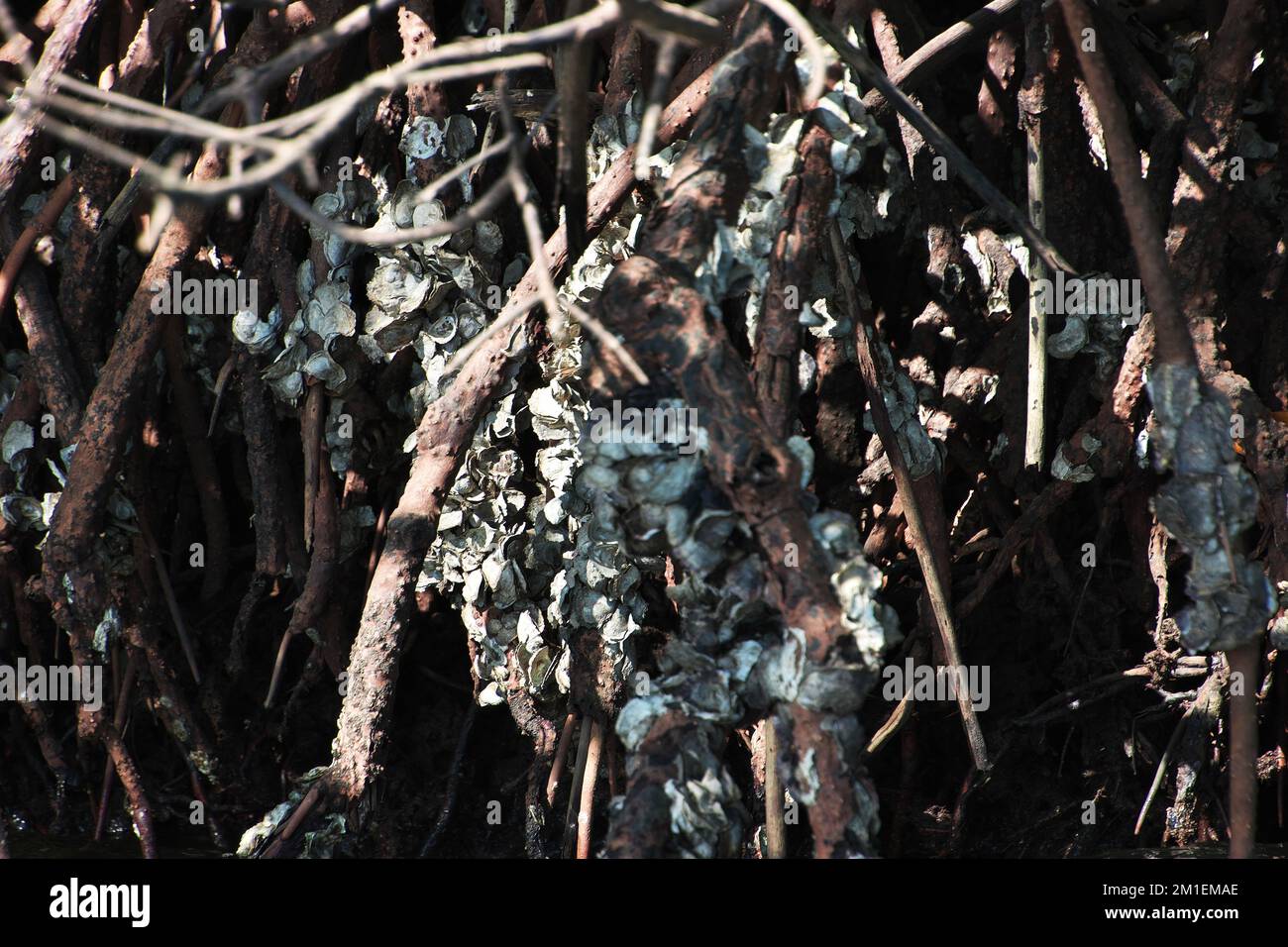 Mangrovendschungel von Casamance, Ziguinchor Region, Senegal, Westafrika Stockfoto