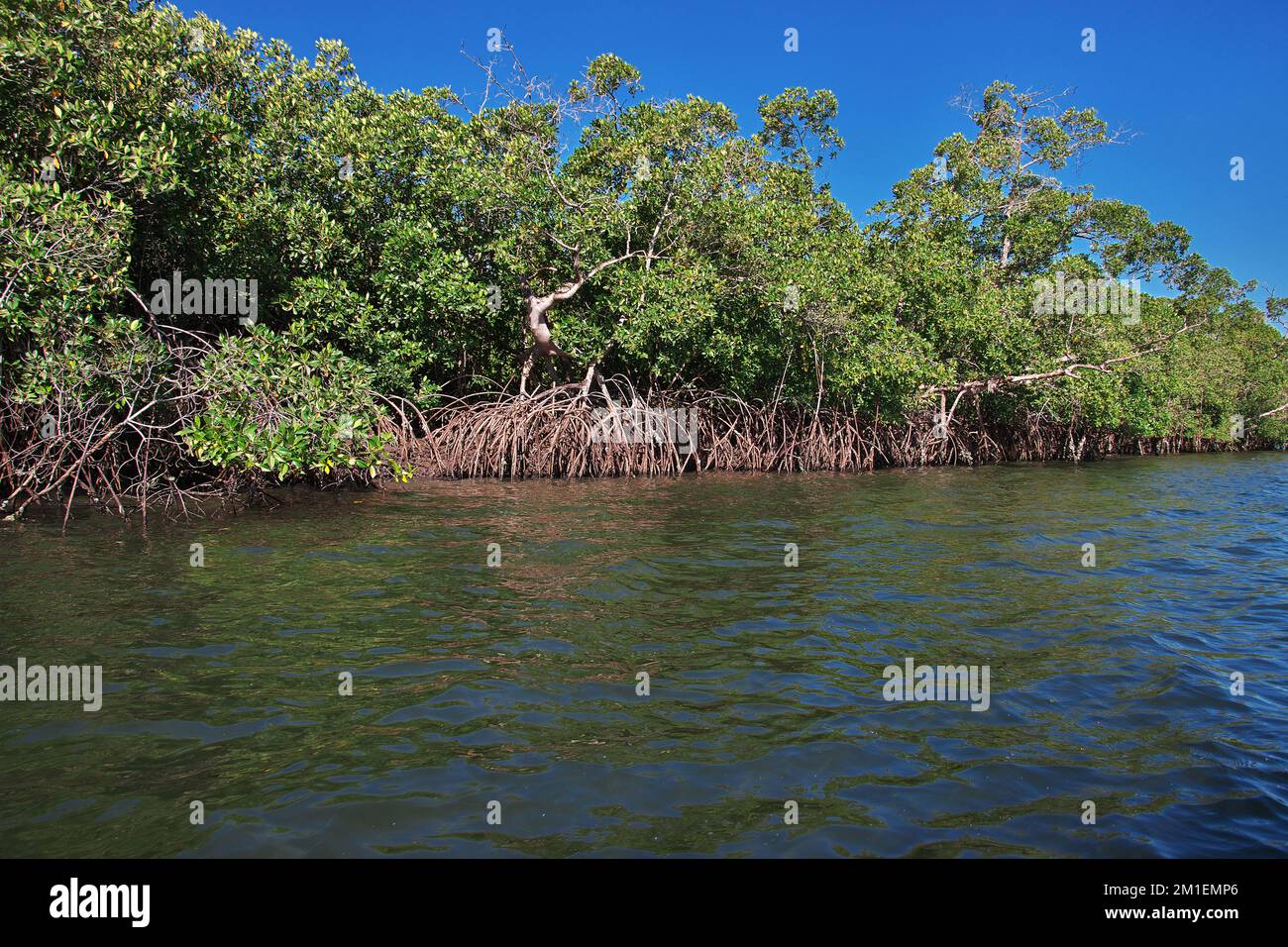 Mangrovendschungel von Casamance, Ziguinchor Region, Senegal, Westafrika Stockfoto