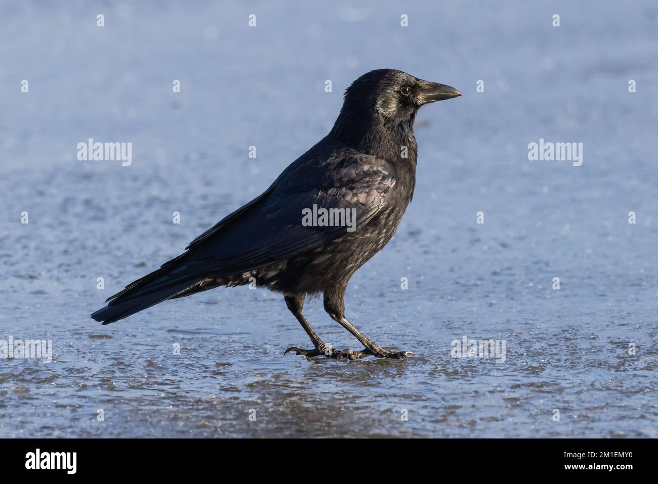 Aaskrähe auf einem eisbedeckten Teich Stockfoto
