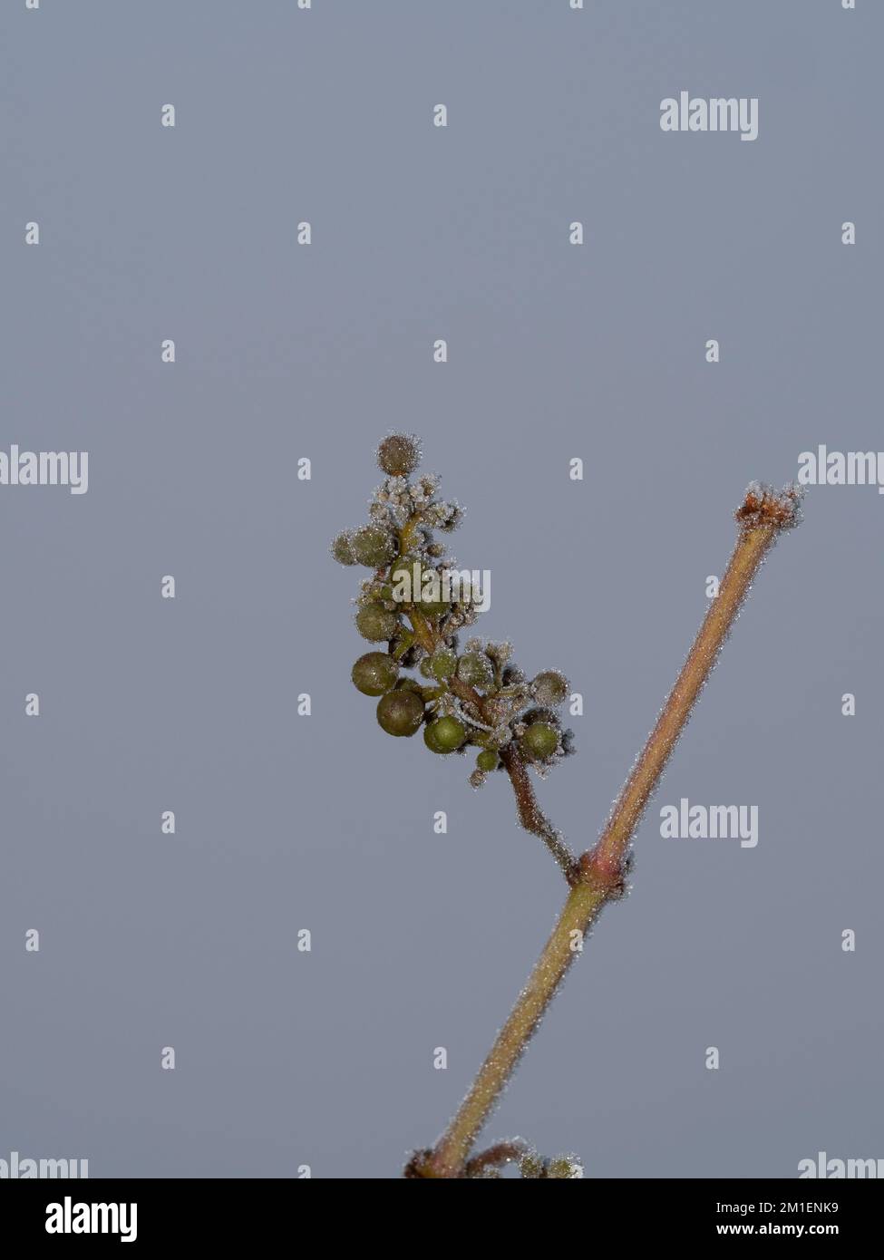 Zweig gefrorener, unreifer Trauben mit Eisbildung und einem kühlen Hintergrund Stockfoto