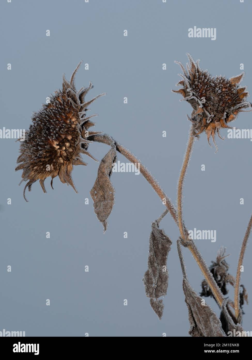 Zwei aufrechte verwelkte Sonnenblumen mit Glasur und einem kühlen Hintergrund Stockfoto