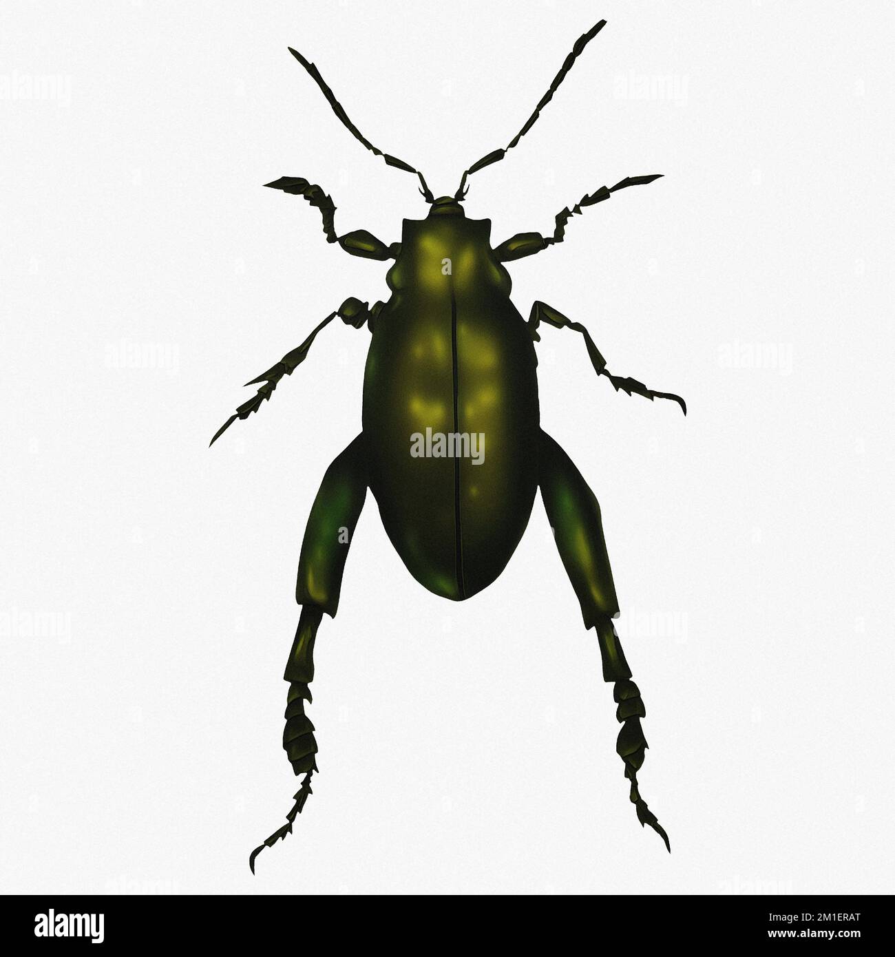 Käfer-Insekten-Arthropoden Digitale Kunst Von Winters860 Isoliert, Hintergrund Stockfoto