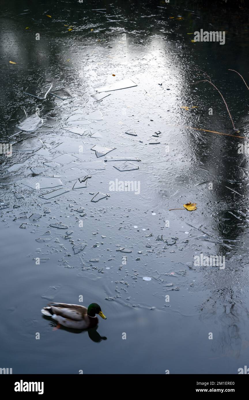 Eine Stockente auf einem See mit Eis in dieser Winterszene. Ein kalter Wintertag in Kelsey Park, Beckenham, Kent, Großbritannien. Männliche Stockenten (Anas platyrhynchos). Stockfoto