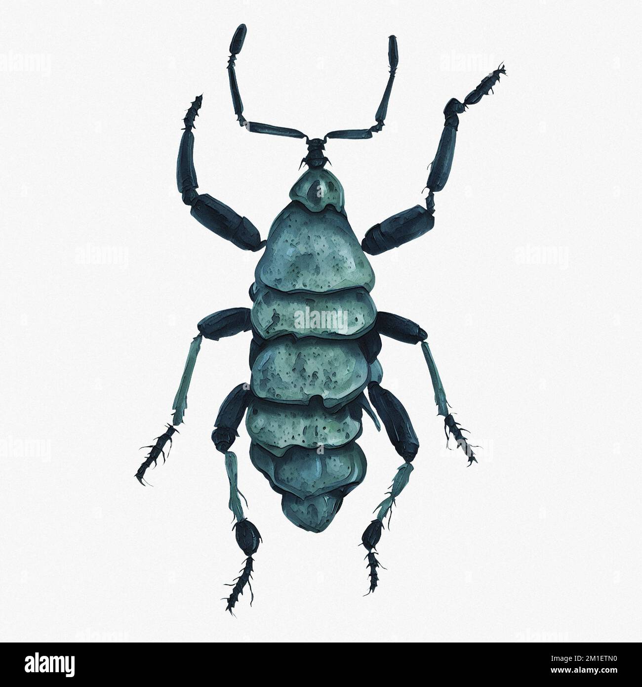 Käfer-Insekten-Arthropoden Digitale Kunst Von Winters860 Isoliert, Hintergrund Stockfoto