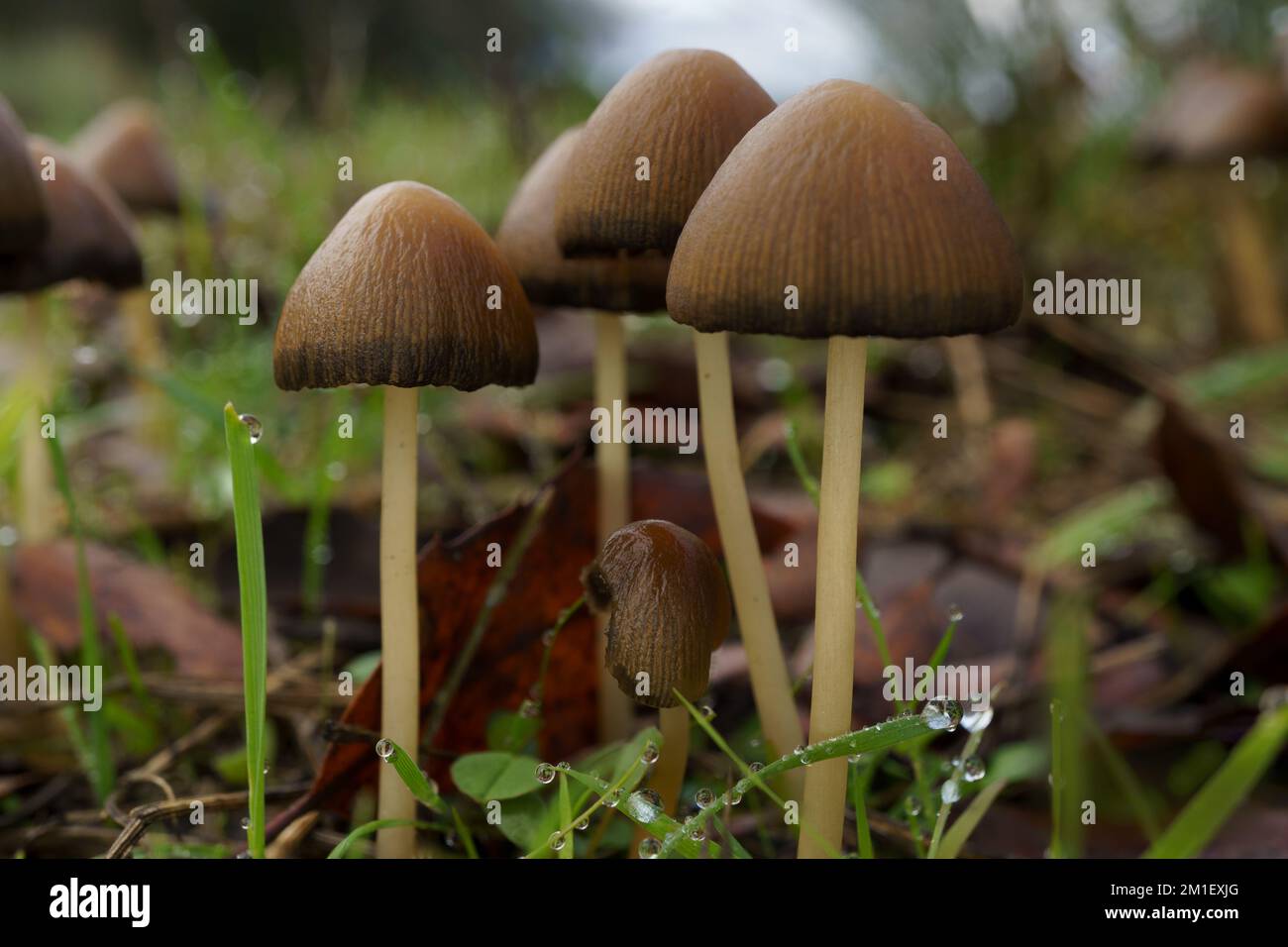 Makronahaufnahme einer Gruppe brauner Pilze, Parasola conopilea auf grünem Grasgrund mit Tautropfen Stockfoto