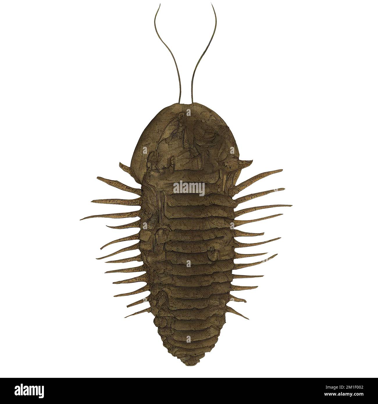 Trilobit Variante 1 Extinct Marine Arthropod Digital Art By Winters860 Isolated, Background Stockfoto