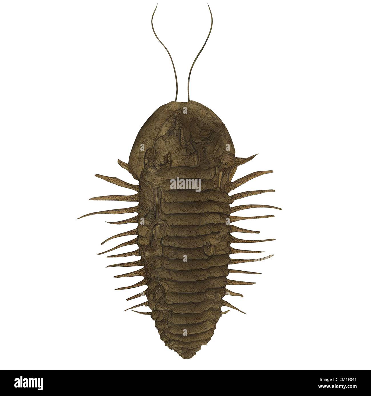 Trilobit Variante 2 Extinct Marine Arthropod Digital Art By Winters860 Isolated, Background Stockfoto