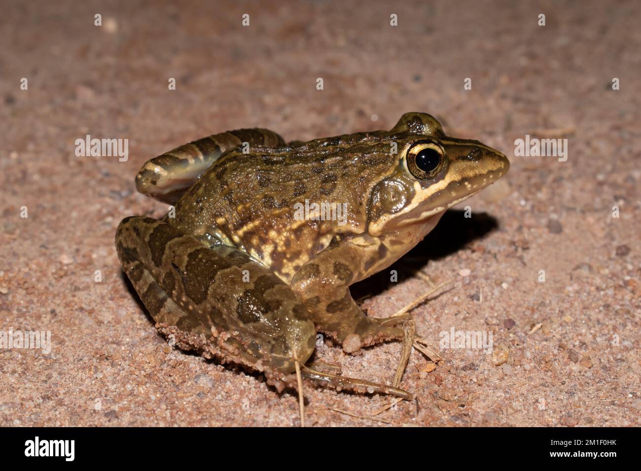 Wunderschöner Flusskrebs (Amietia angolensis) Stockfoto