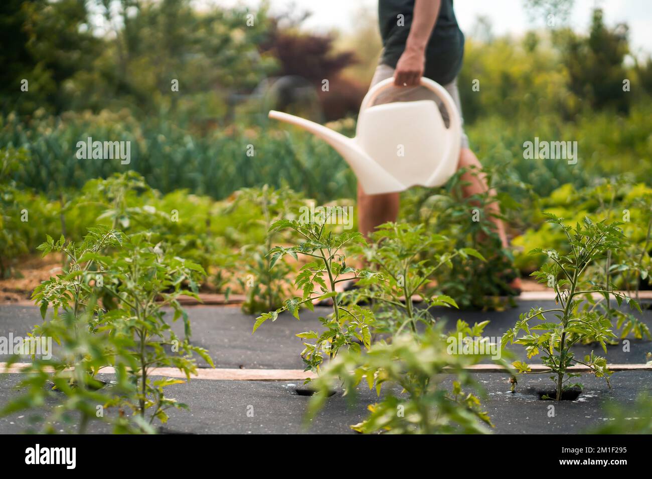 Der Mann arbeitet im Gemüsegarten, gießt Pflanzen. Stockfoto