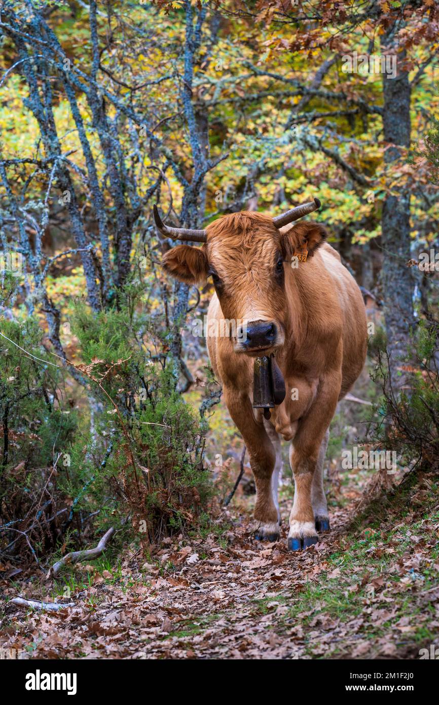 Eine vertikale Aufnahme einer Kuh, die in einem Wald mit bunten Bäumen in Hayedo de Montejo, Madrid weidet Stockfoto