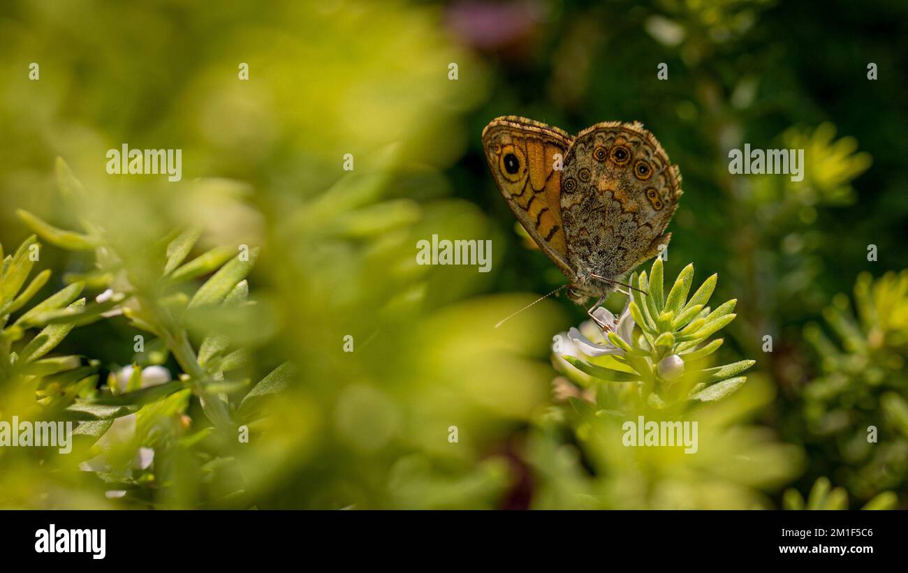 Ein brauner Schmetterling auf einer grünen Pflanze. Stockfoto