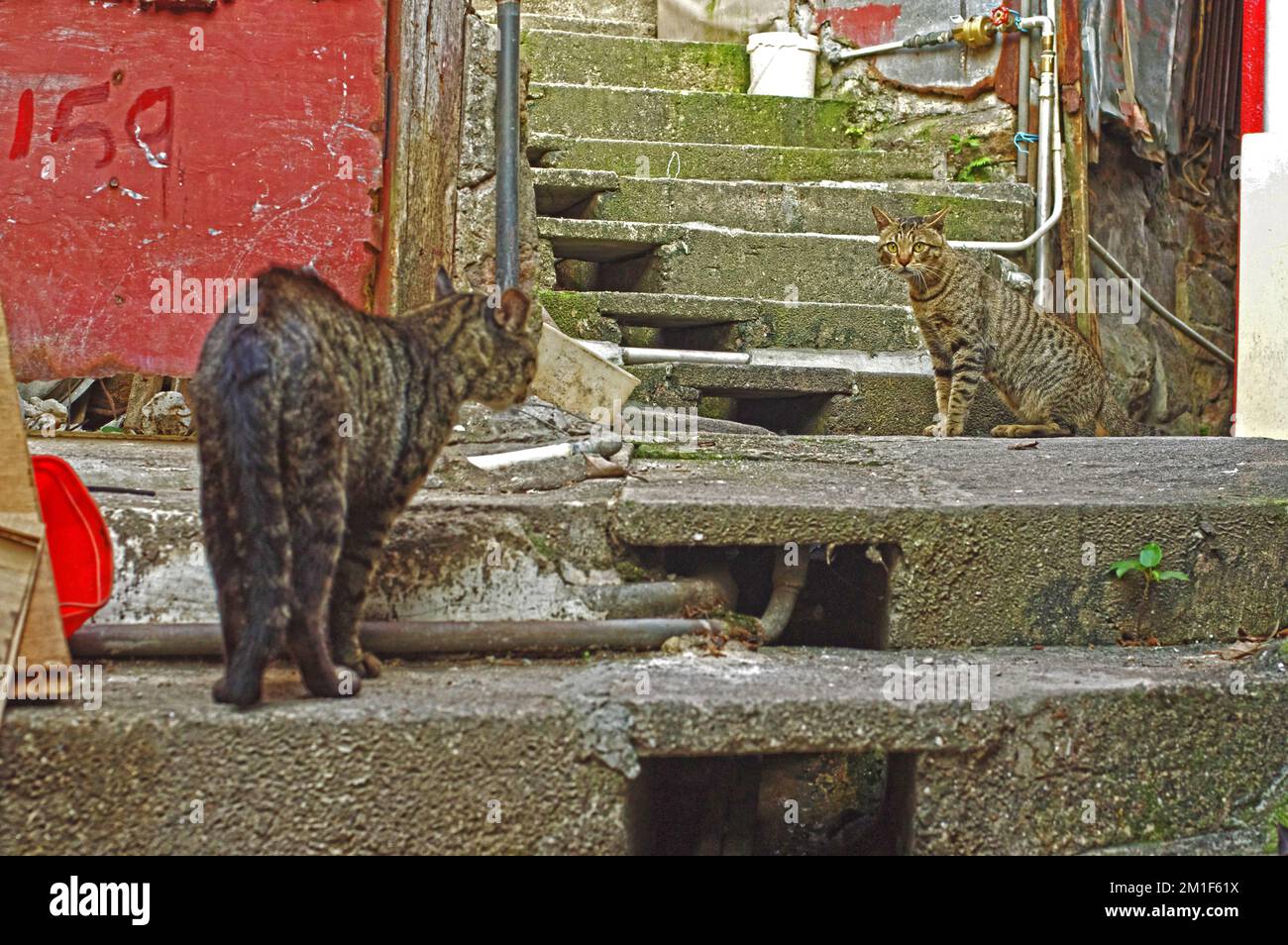 Eine Steintreppe einer alten engen Gasse mit zwei verirrten Makrelen Tabby Katzen auf dem Weg Stockfoto
