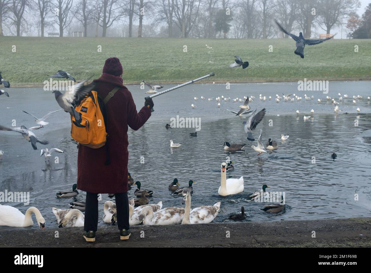 Edinburgh Scotland, Vereinigtes Königreich, 12. Dezember 2022. WETTER:GB. Inverleith Park im eisigen Nebel. Eine Frau, die die Schwäne und Enten füttert, schützt die Tauben. Live-Nachrichten von sst/alamy Stockfoto