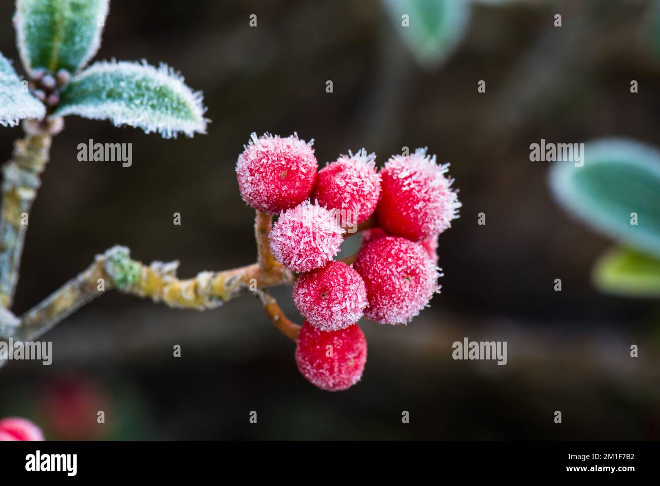 Nahaufnahme der roten Beeren einer Skimmia japonica, bedeckt von den Eiskristallen eines Eisfrosts in einem britischen Wintergarten. Stockfoto