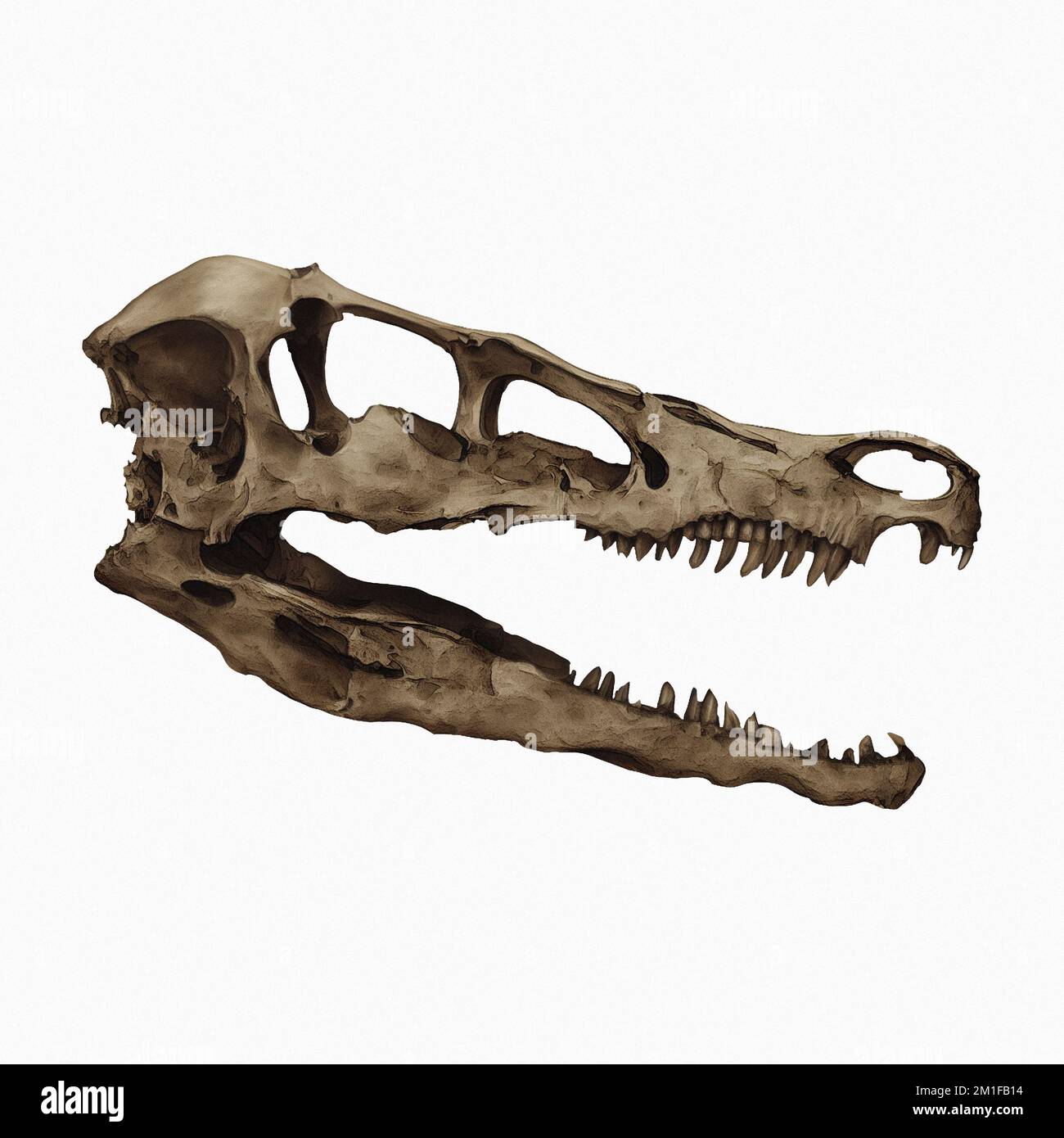 Velociraptor Skull Digital Art Von Winters860 Isolated, Background Stockfoto