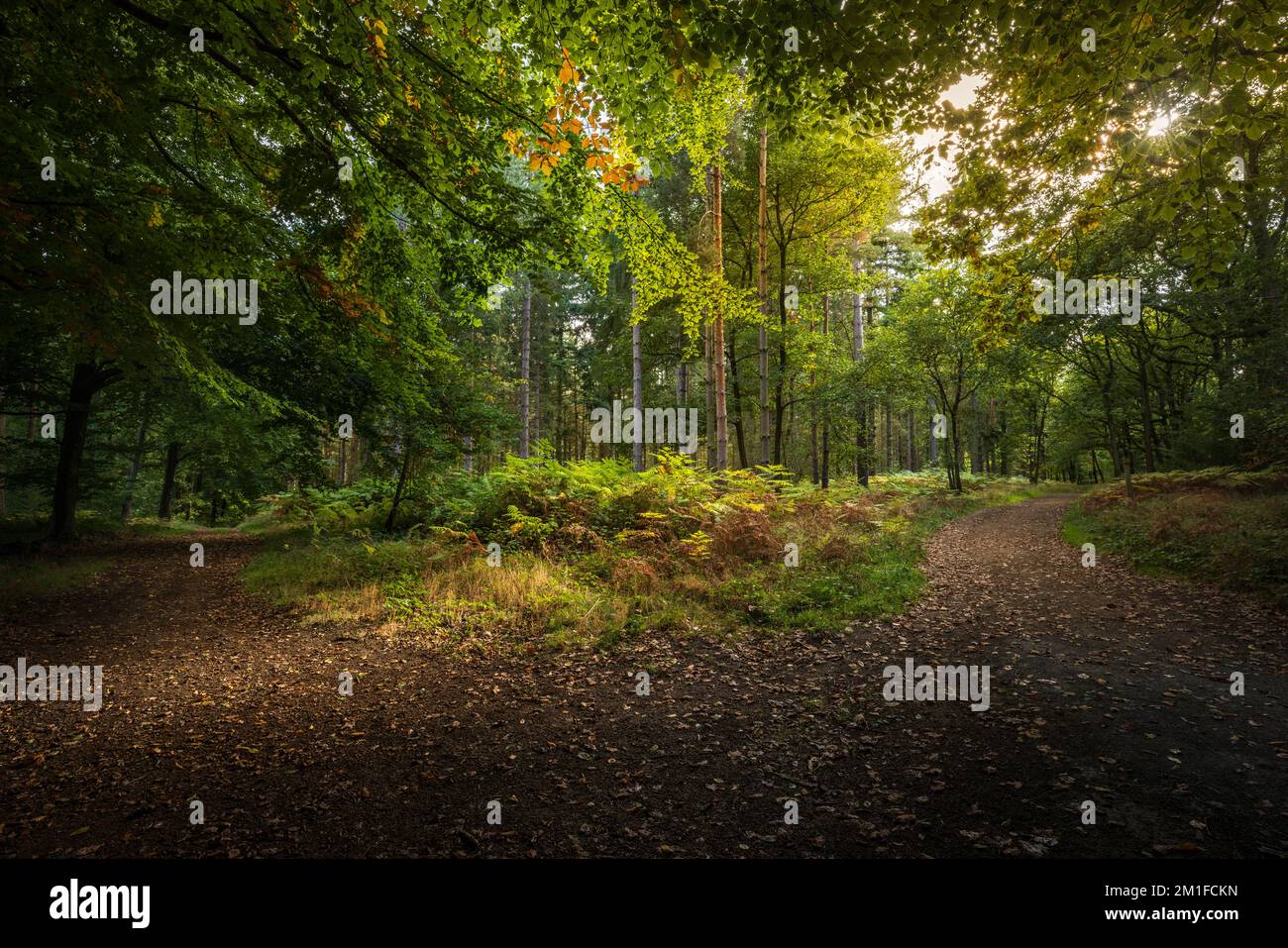 Verschiedene Wege durch die Herbstbäume des Wyre Forest, Worcestershire, England Stockfoto