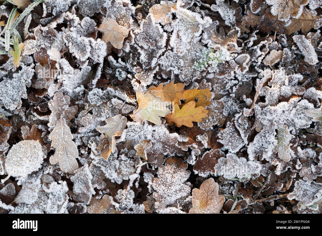 Frostige Eichenblätter auf einem Waldboden im Winter. UK Stockfoto