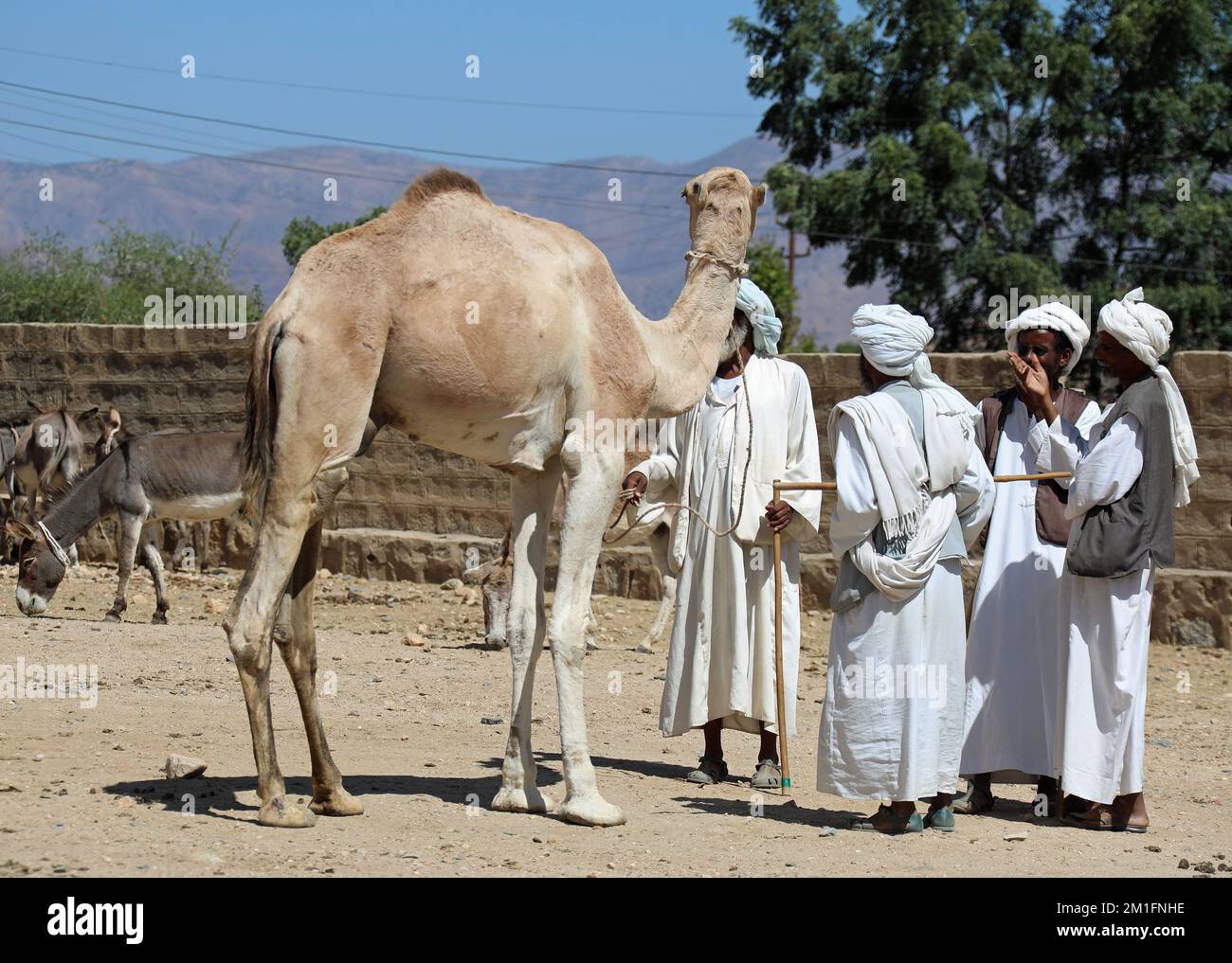Muslimische Kamelhändler auf dem Montagsmarkt in Keren in Eritrea Stockfoto