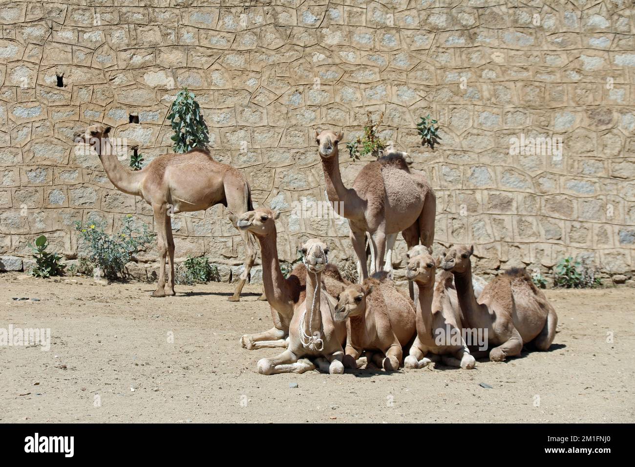 Kamelherde zum Verkauf auf dem berühmten Keren-Montag-Markt in Eritrea Stockfoto