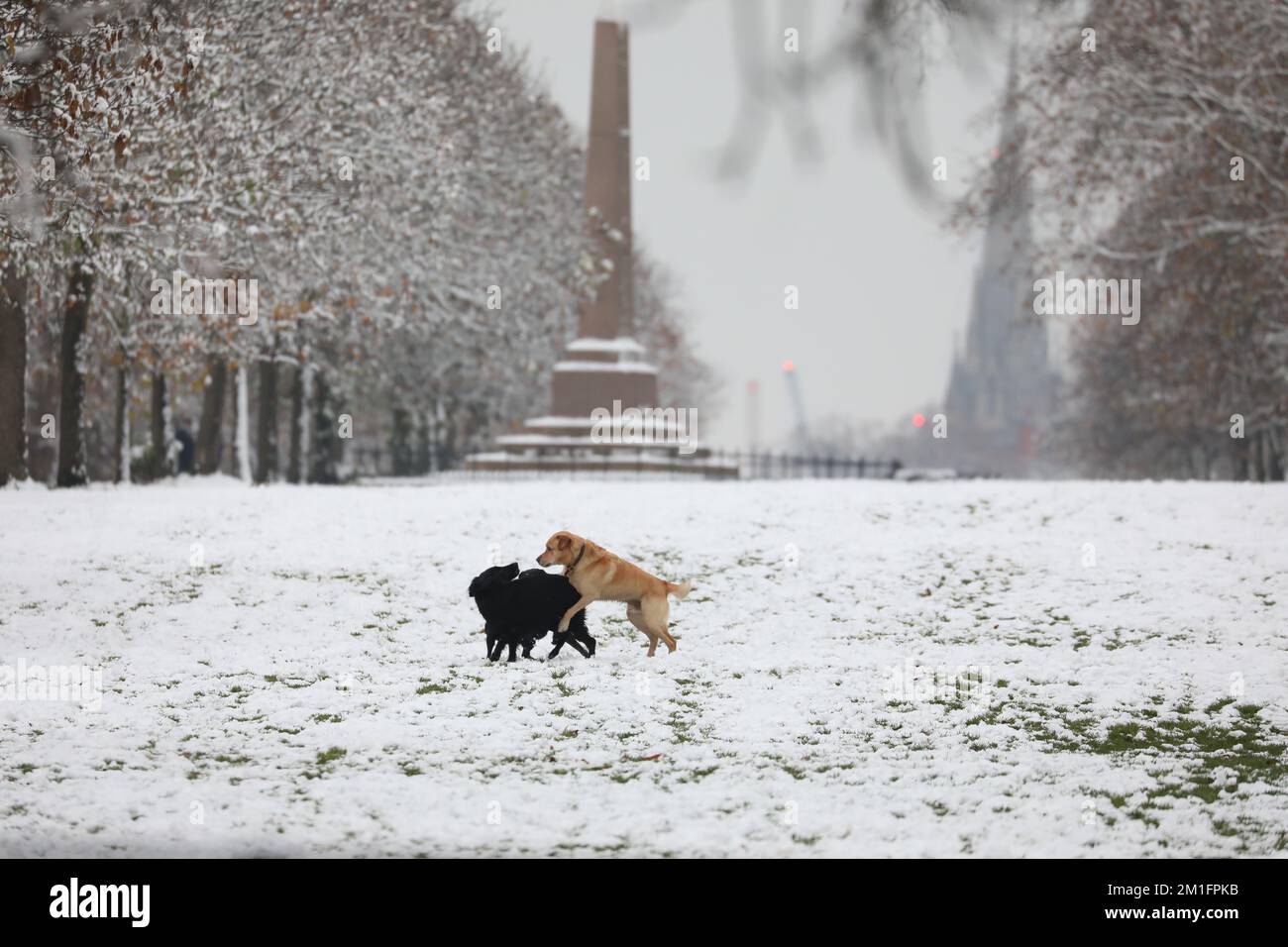 Hunde spielen im Schnee im Hyde Park im Zentrum von London. Schnee und Eis haben sich über Teile Großbritanniens ausgebreitet, und die kalten winterlichen Bedingungen werden tagelang anhalten. Foto: Montag, 12. Dezember 2022. Kredit: Isabel Infantes/Alamy Live News Stockfoto